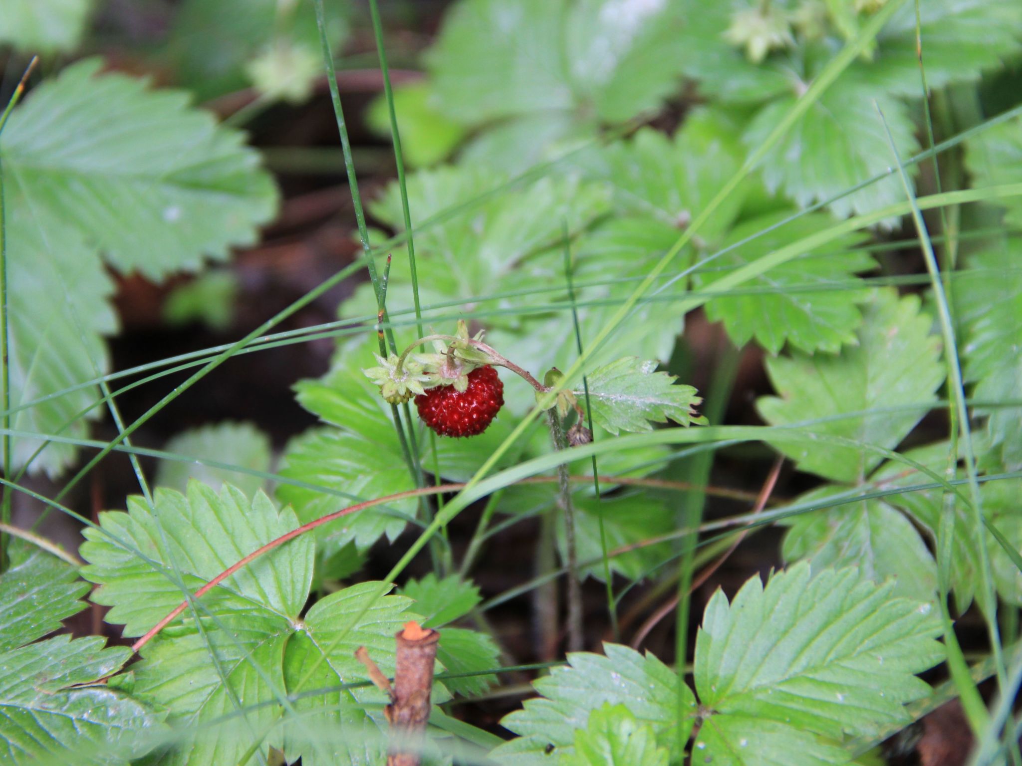 Häuser mit Seeblick Schweden - Rotes Haus-Image-tags.info