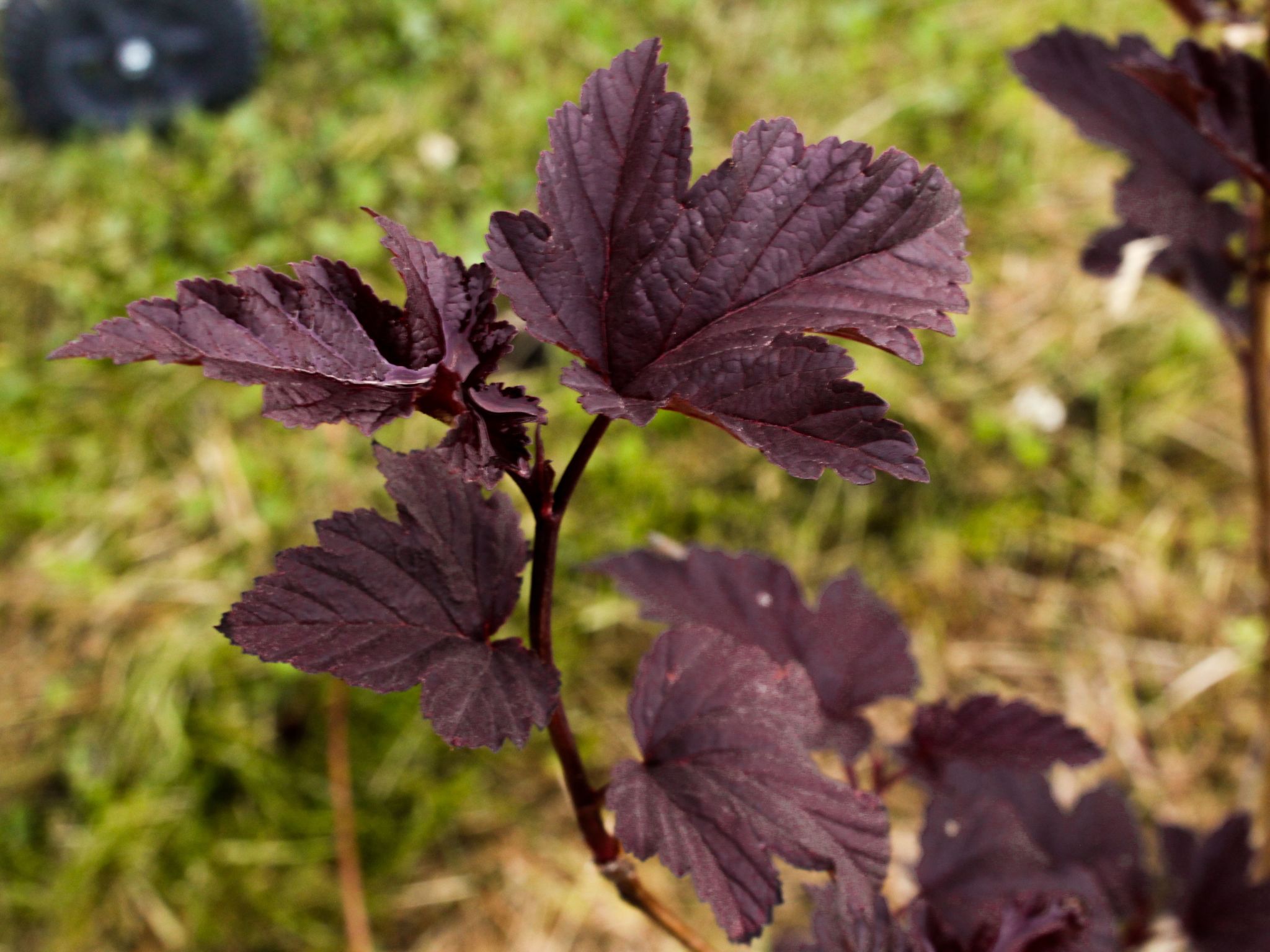 Lakeview Houses Schweden 1-Image-tags.info