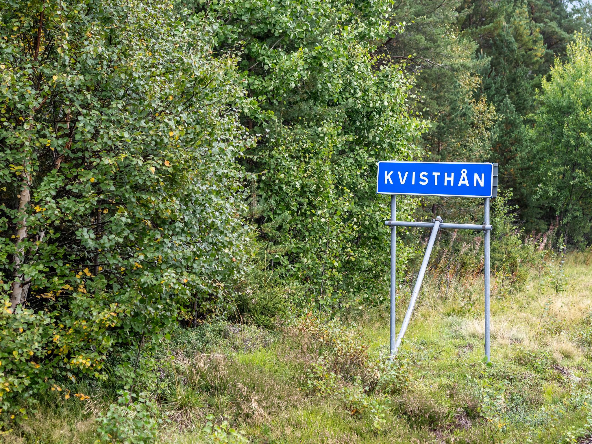 Kvisthån Tallen-Buiten