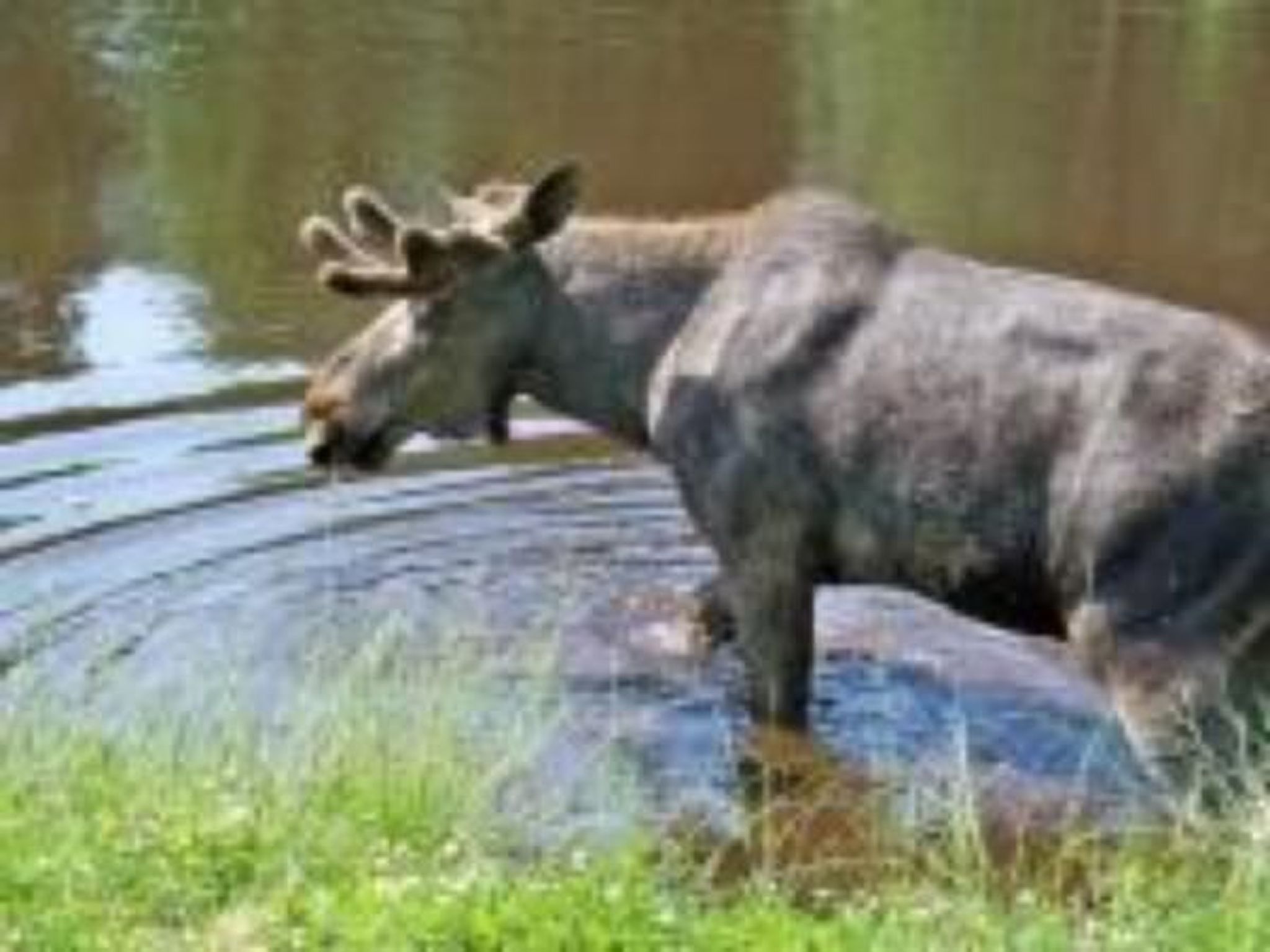 Gepflegtes Ferienhaus mit eigenem Saunahaus-Image-tags.info