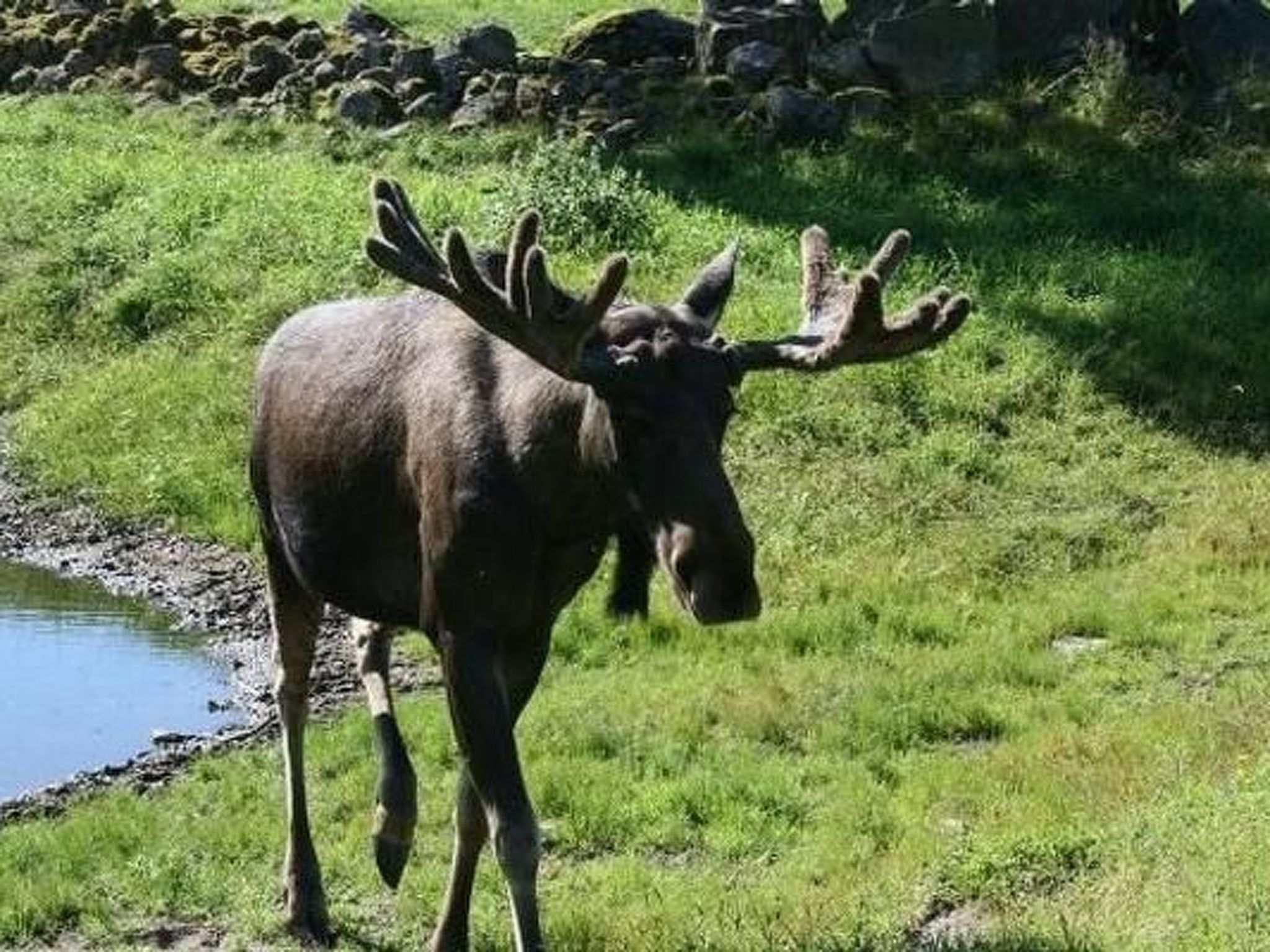 Småland ausserhalb Älmhult-Binnen