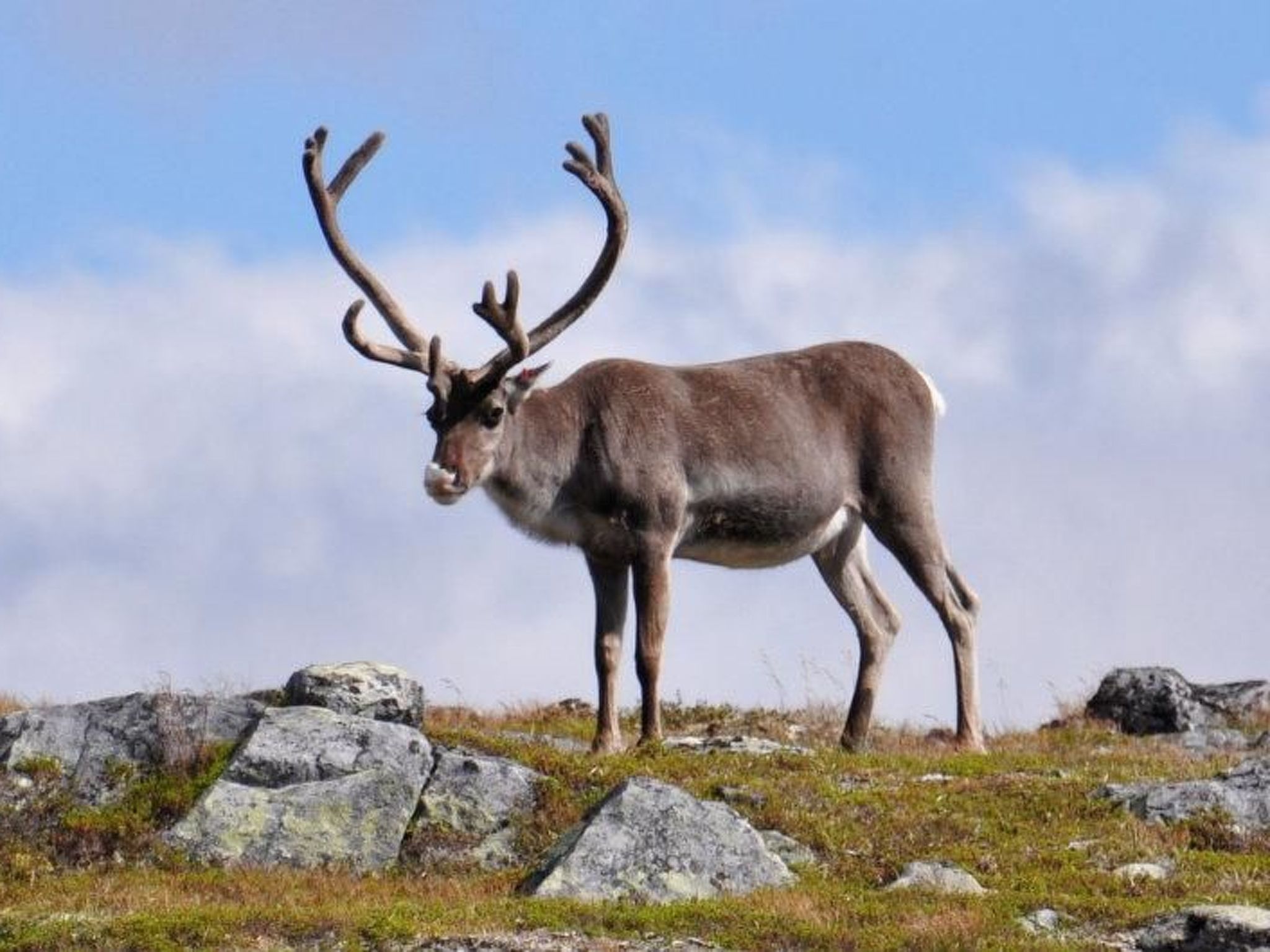Charmantes Blockhaus, Sauna und Kamin-Binnen