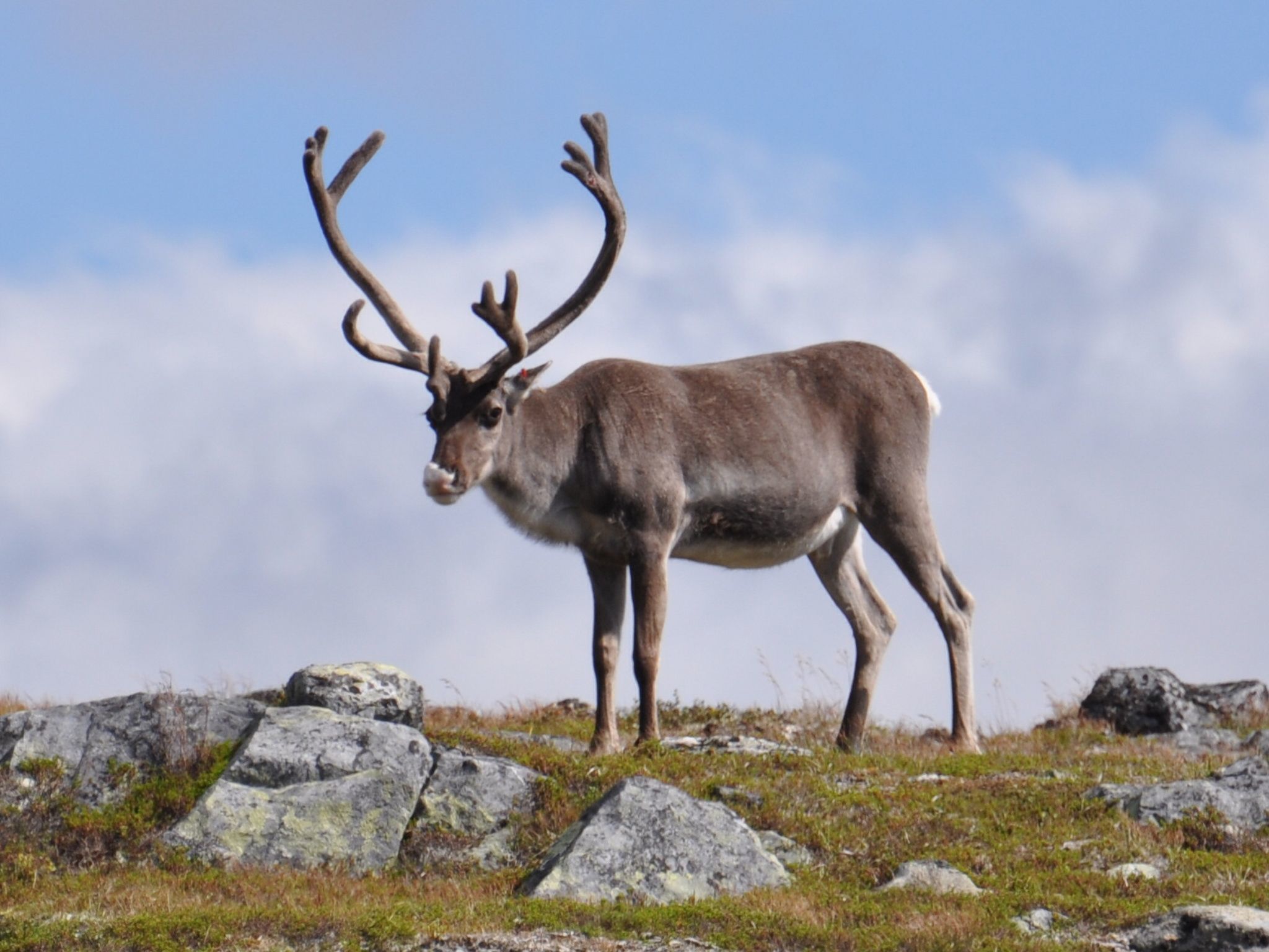 Charmantes modernes Blockhaus mit Kamin-Binnen