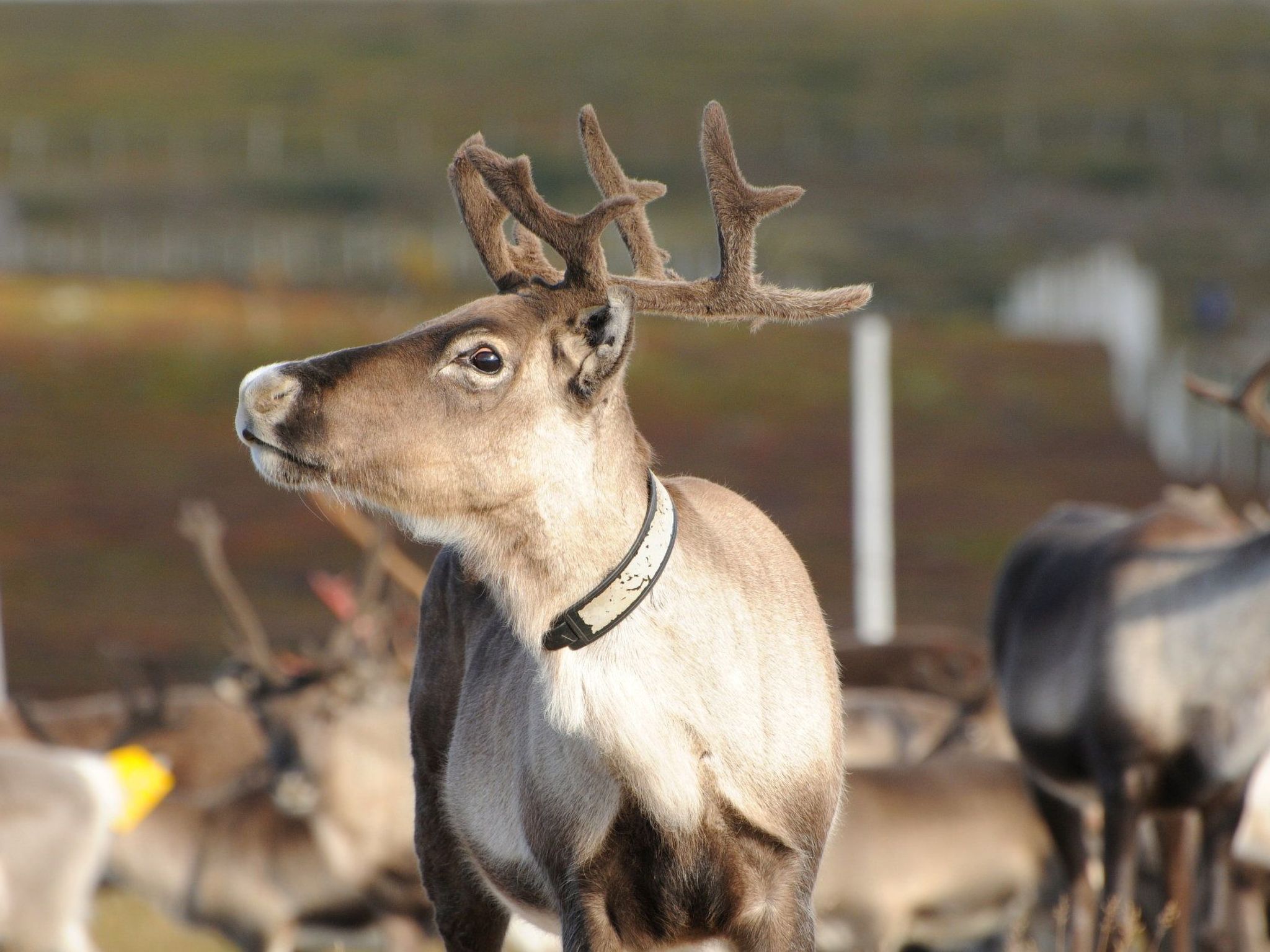 Gemütliches Blockhaus mit Kamin im Oviksfjäll-Binnen