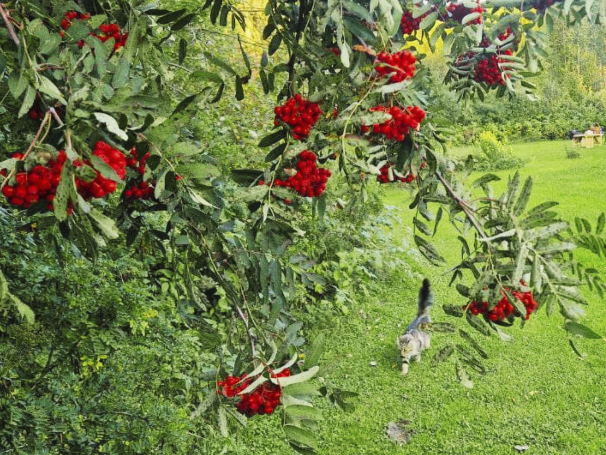 Gemütliches Ferienhaus Angermanland - höga Kusten-Image-tags.info