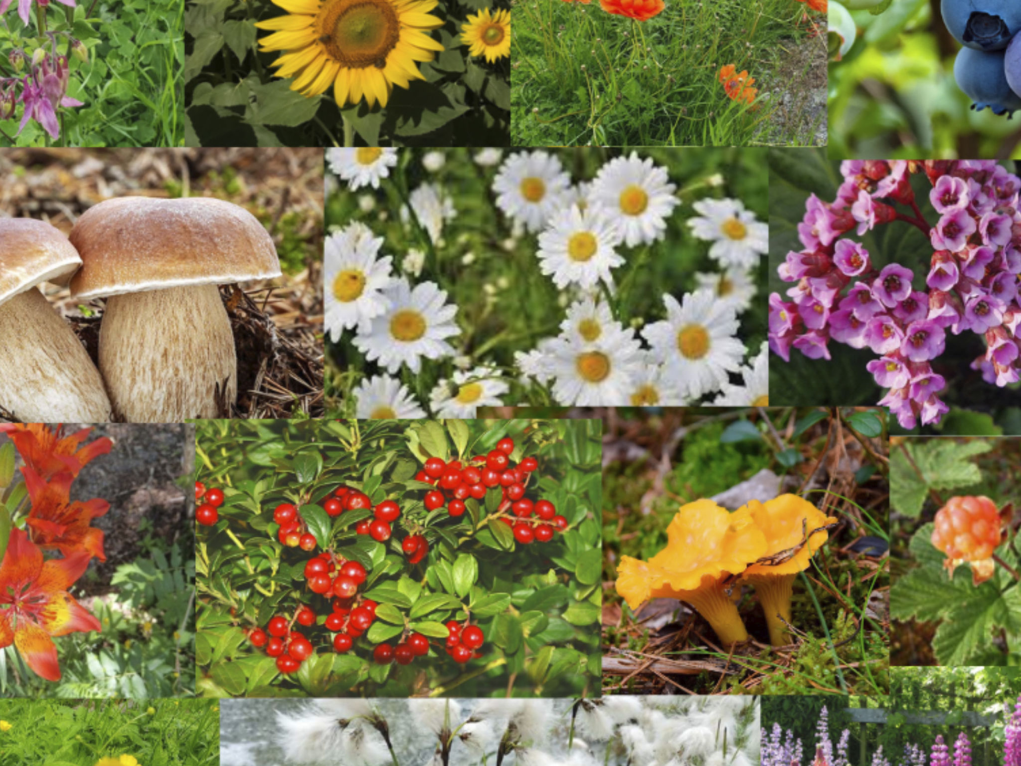 Gemütliches Ferienhaus Angermanland - höga Kusten-Image-tags.info