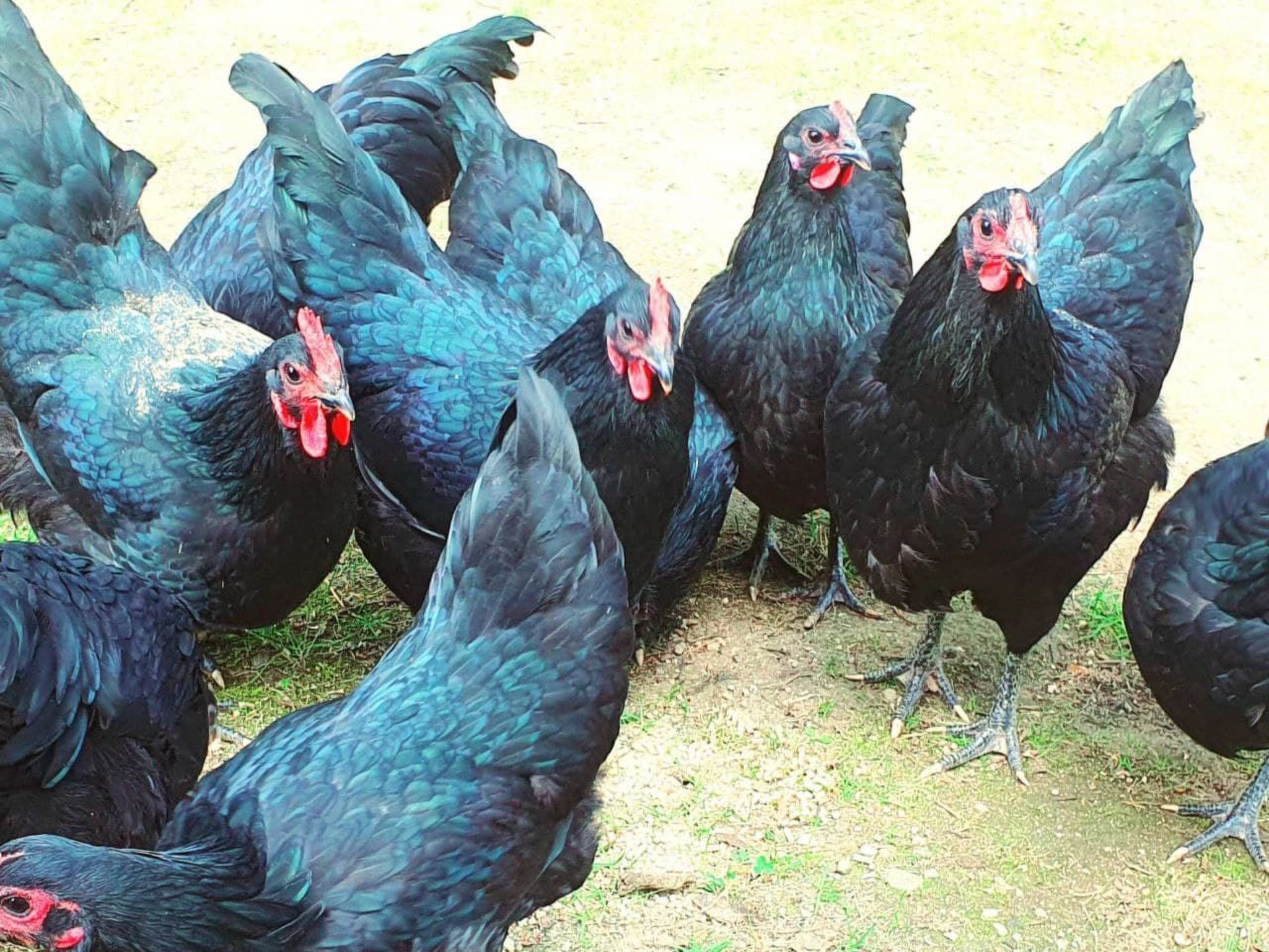 Gemütliches Ferienhaus Angermanland - höga Kusten-Image-tags.info