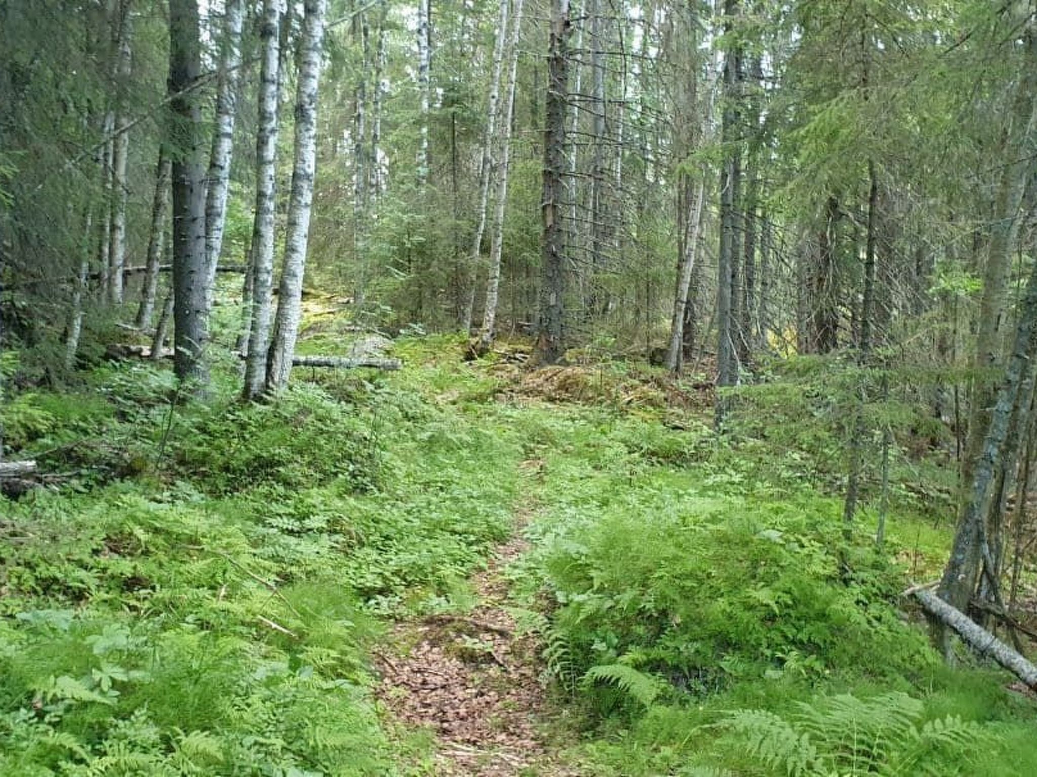 Gemütliches Ferienhaus Angermanland - höga Kusten-Image-tags.info