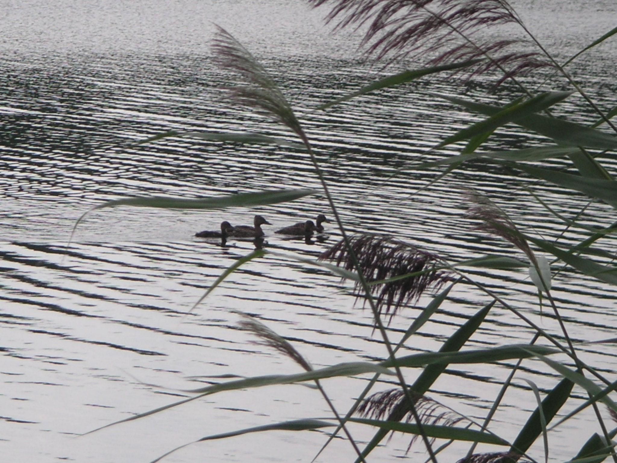 Gemütliches Haus inmitten herrlicher Natur-Image-tags.info