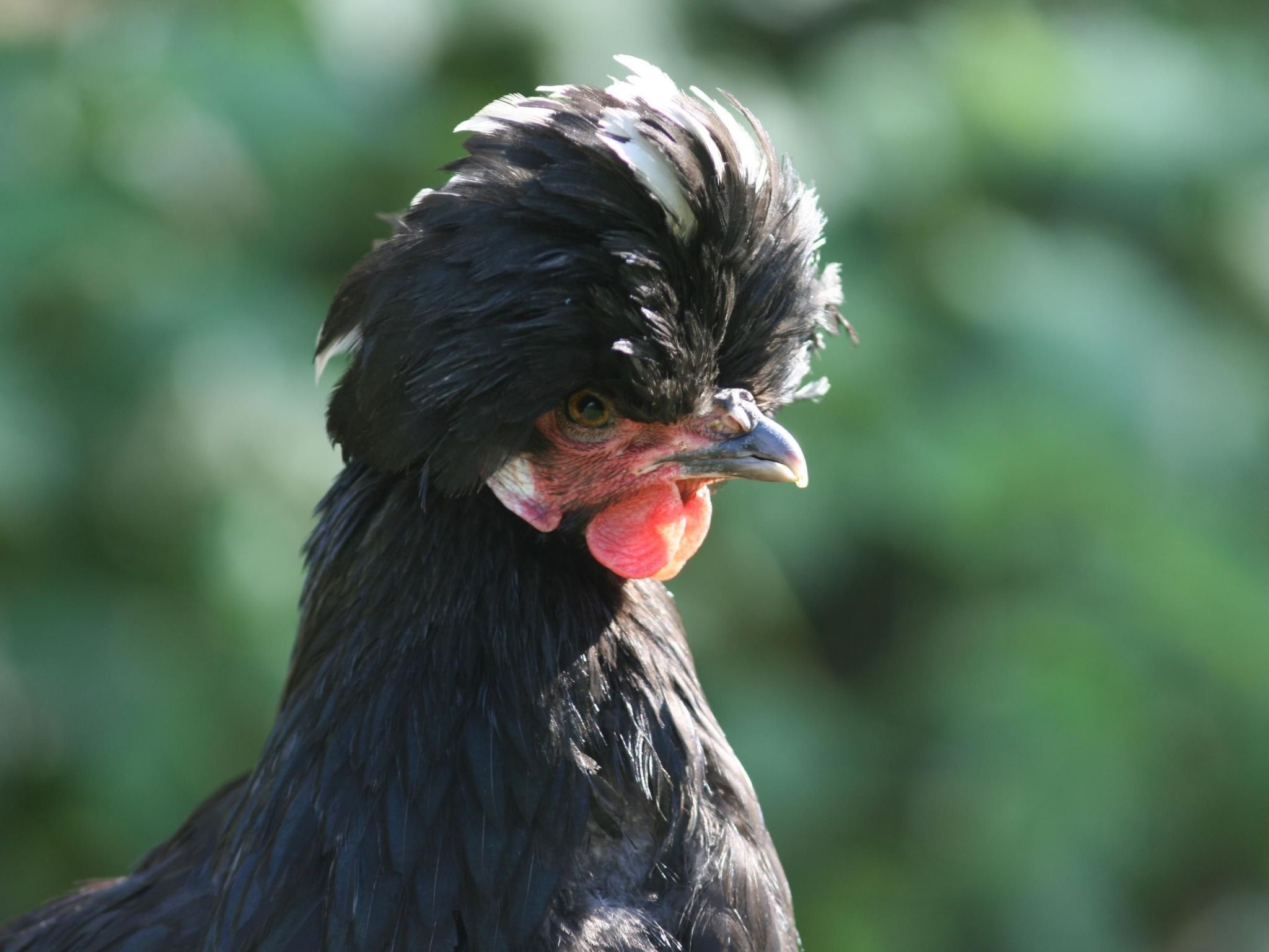 Kleines Ferienhaus auf dem Gelände eines Bauernhof-Binnen