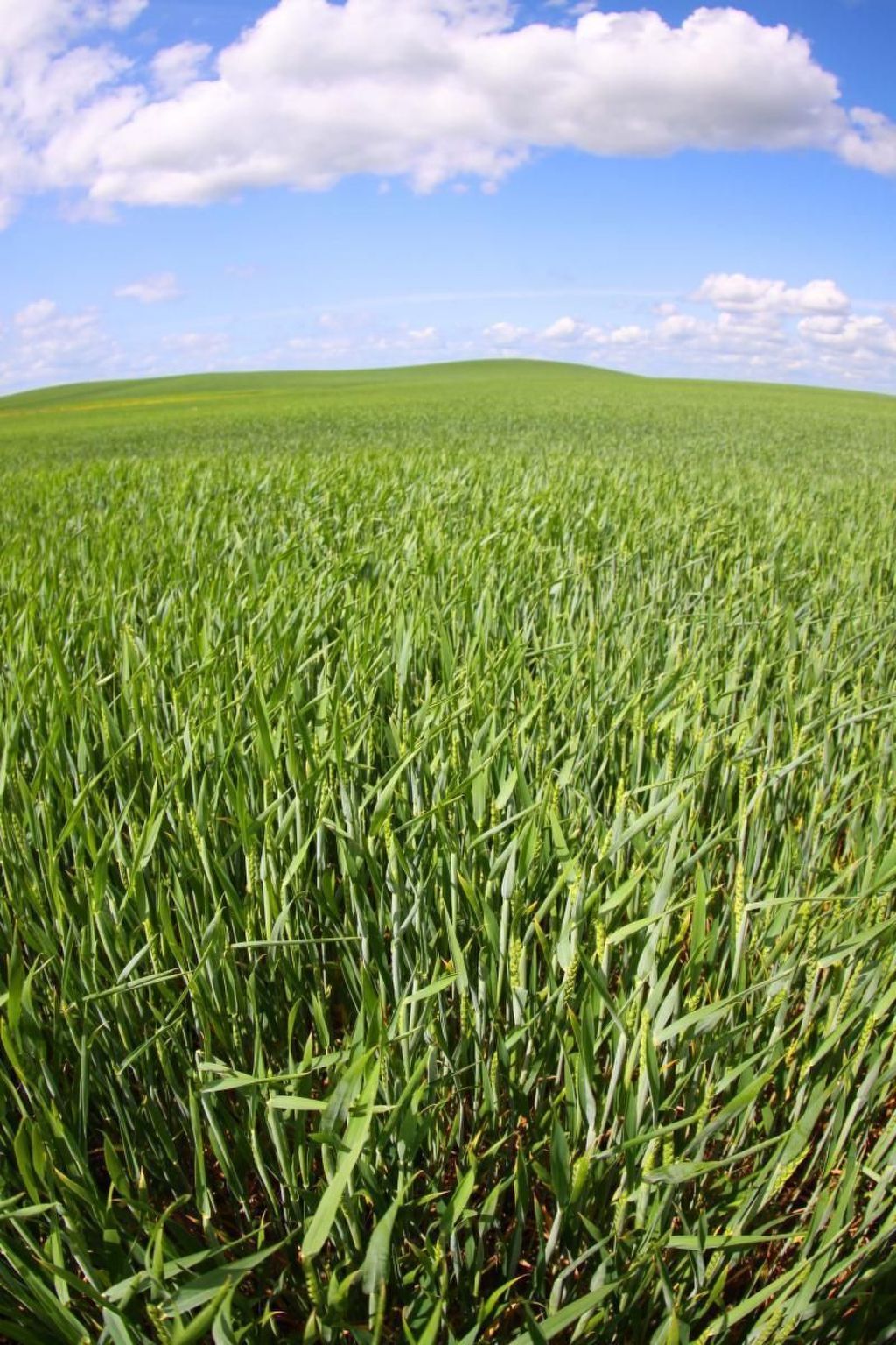 Fewo Albatross-Image-tags.info