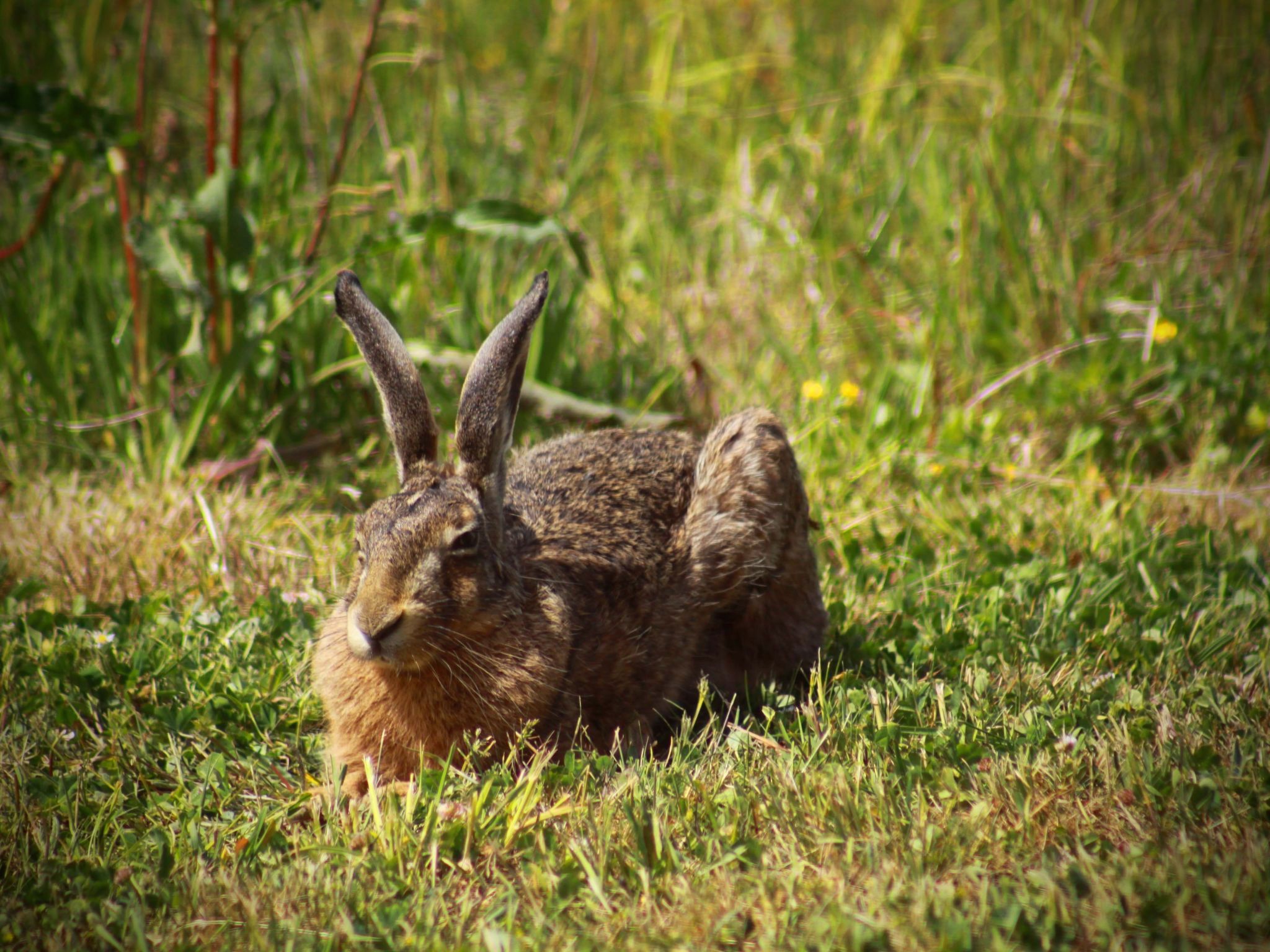 Fewo Albatross-Buiten