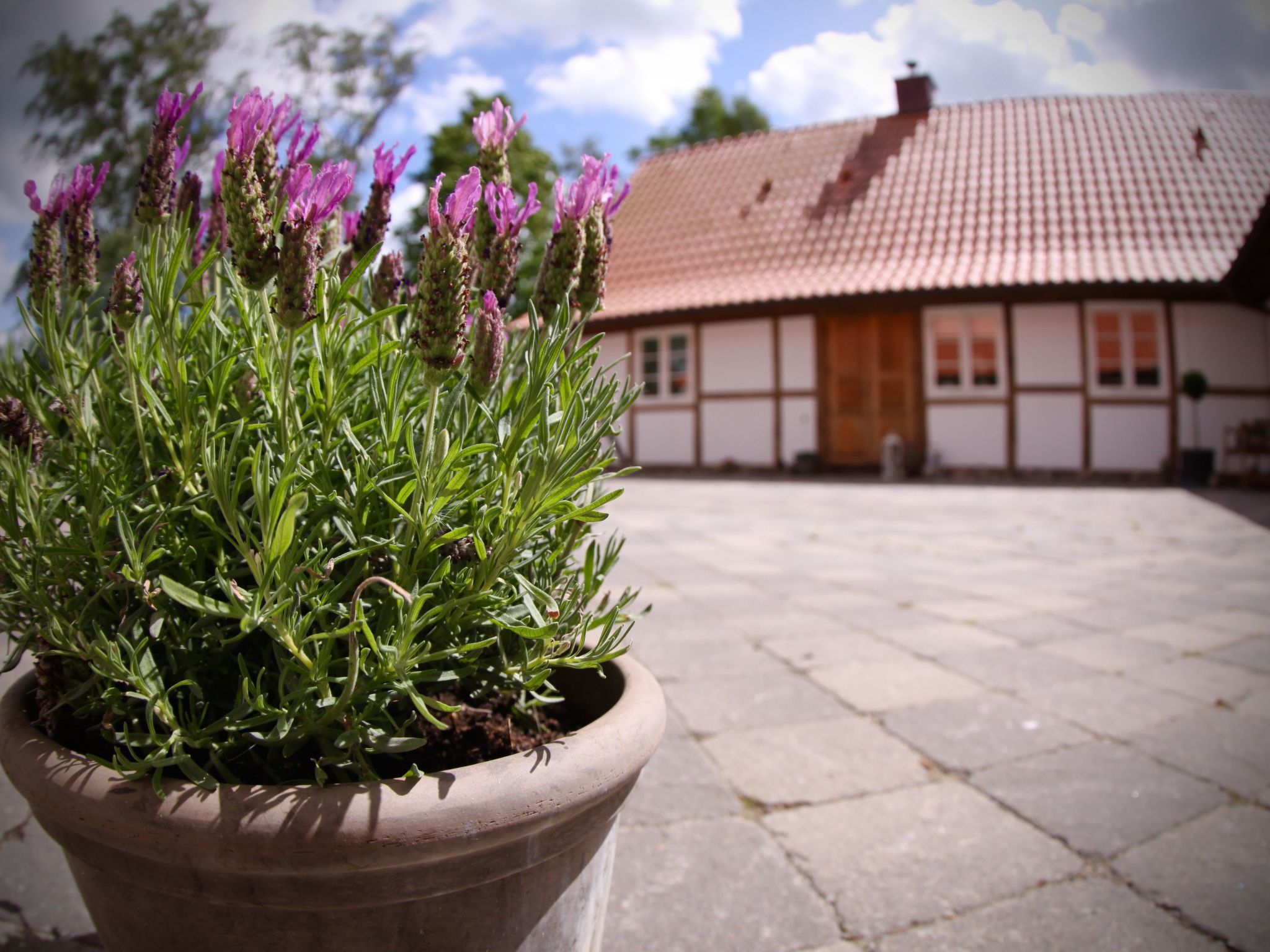 Fewo Albatross-Buiten