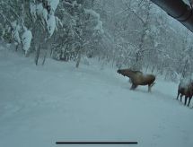 Vrijstaande bungalow aan de rand van Randijaur, dichtbij Jokkmokk - thumbnail 6