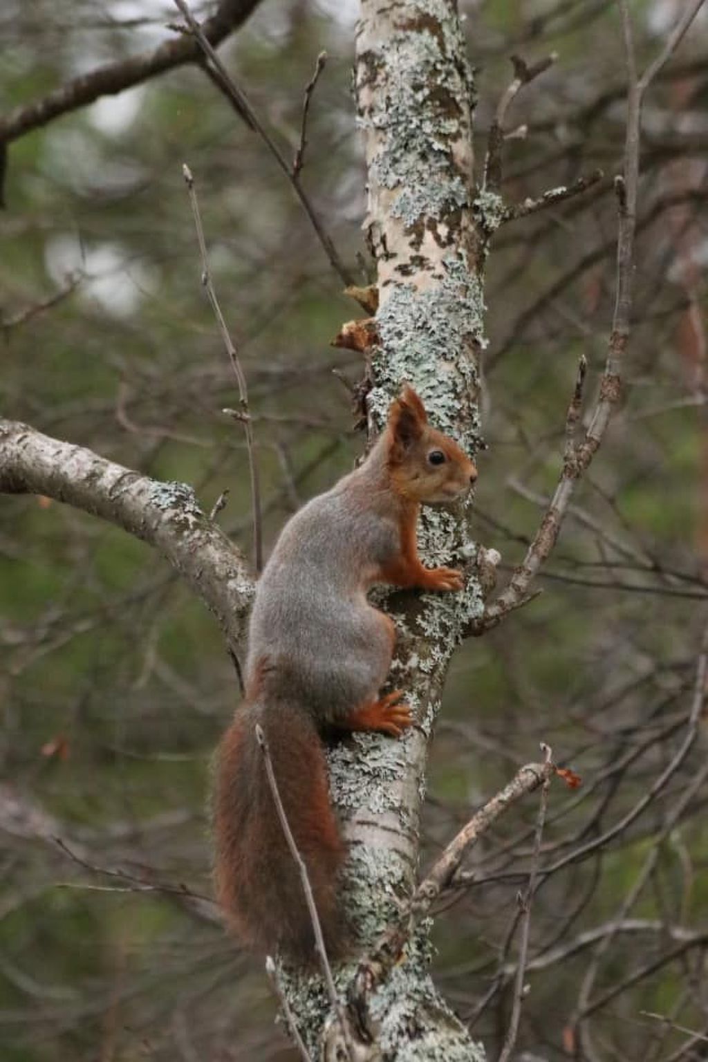 Zu vermieten in der Nähe von Jokkmokk-Binnen