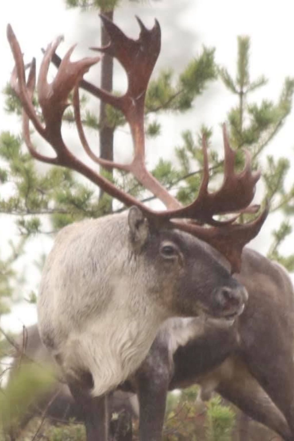 Zu vermieten in der Nähe von Jokkmokk-Binnen