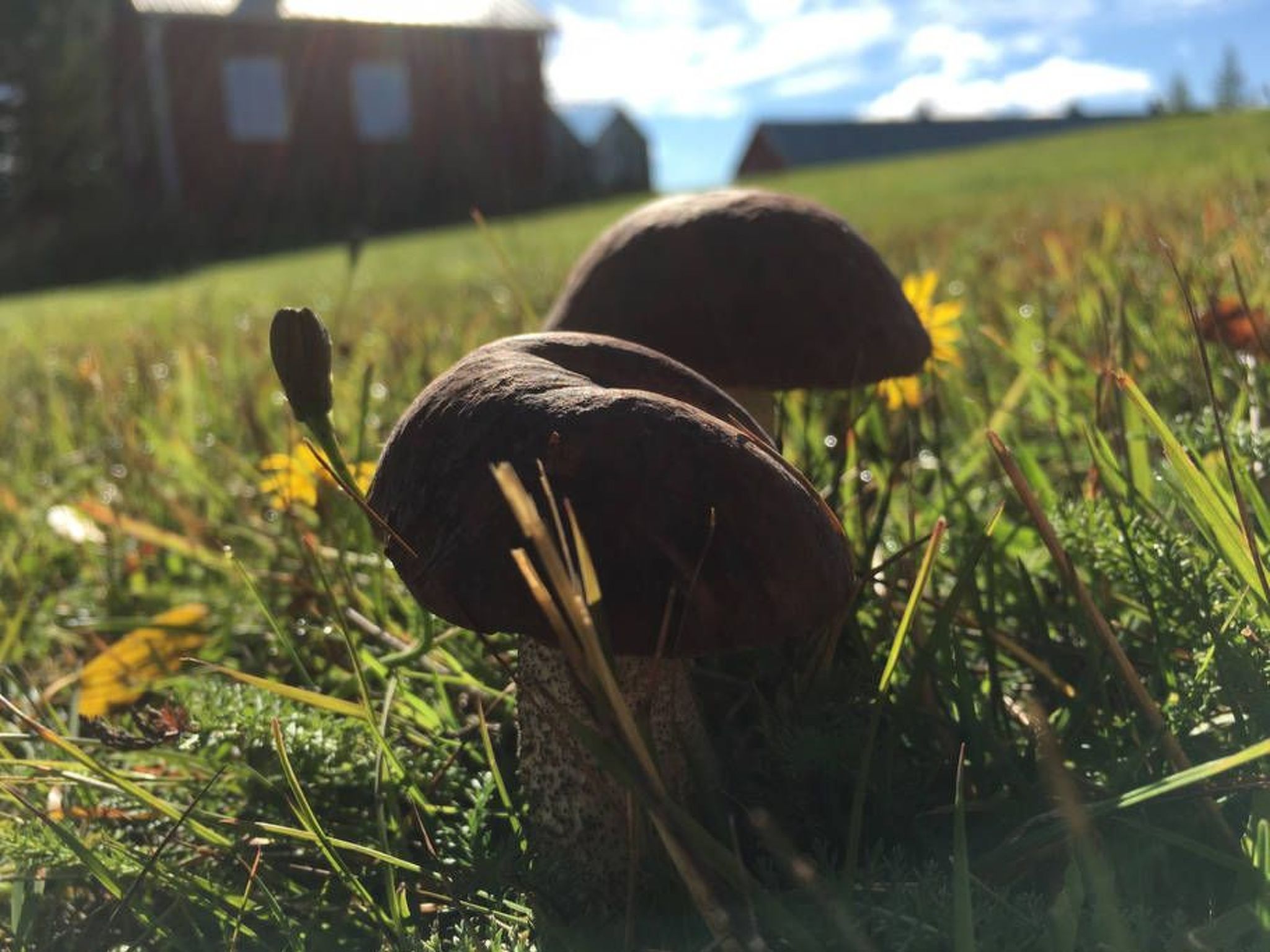 Mit Garten, Grill und Terrasse-Buiten