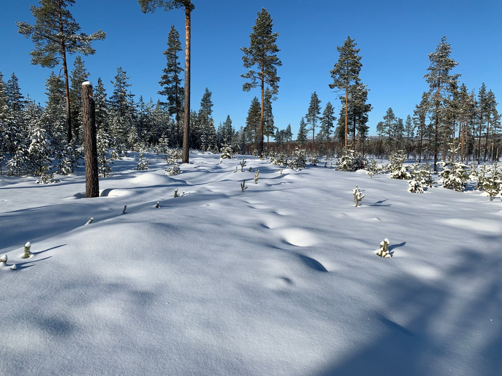 Landhaus auf großem Rasengrundstück-Draußen