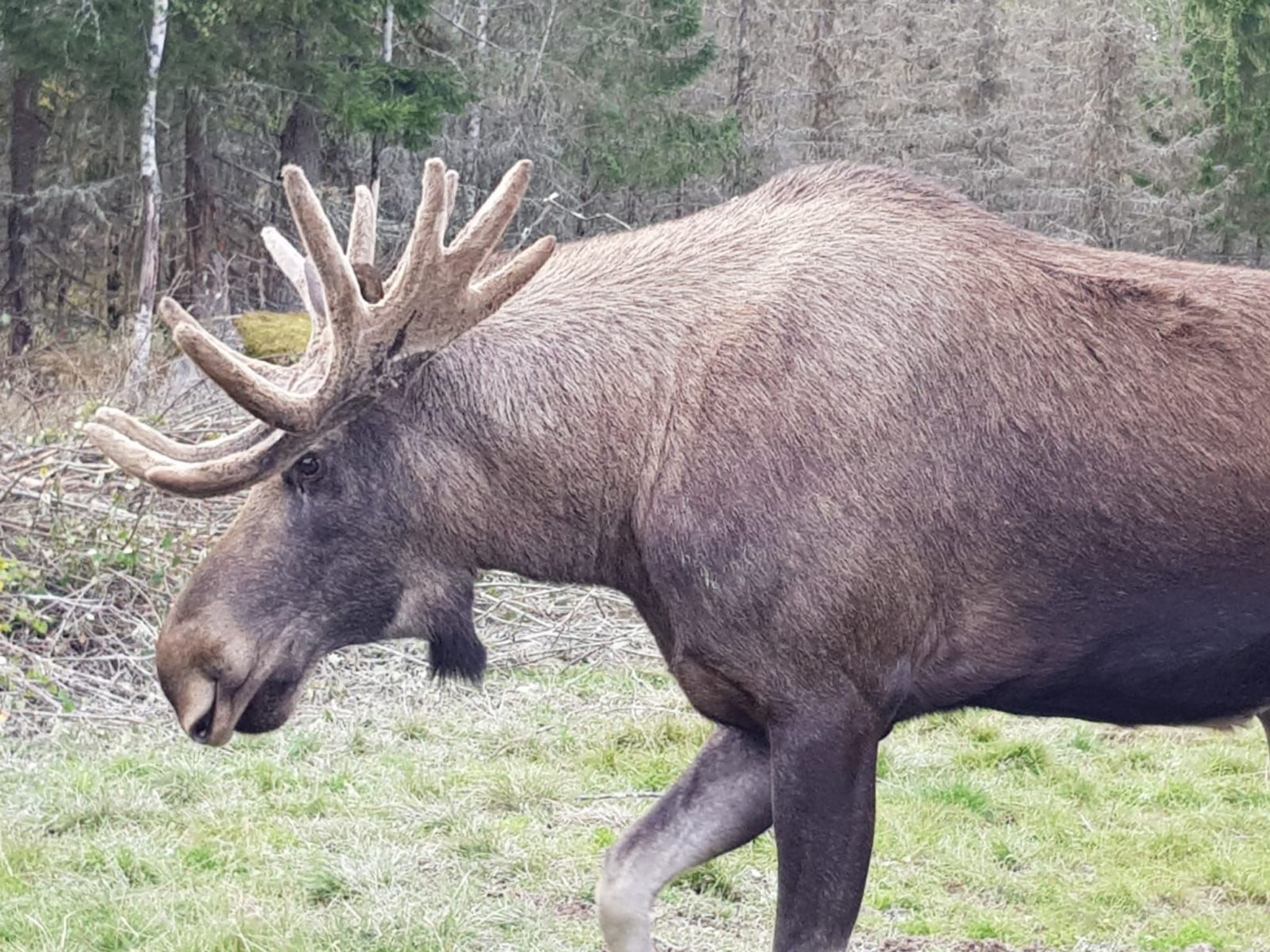In Hagfors mit Großem Garten-Image-tags.info