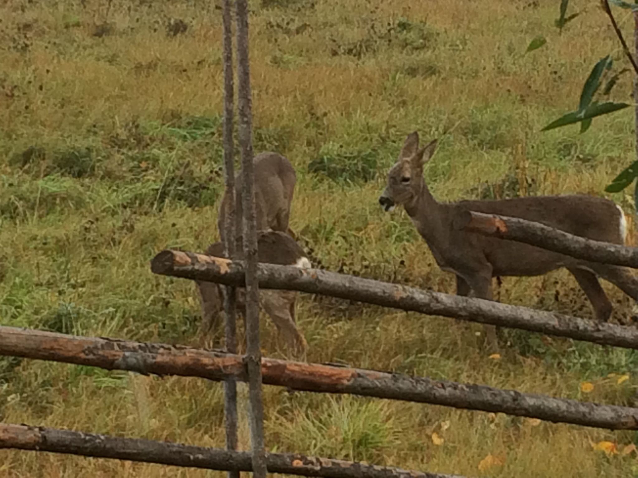 In Hagfors mit Großem Garten-Image-tags.info