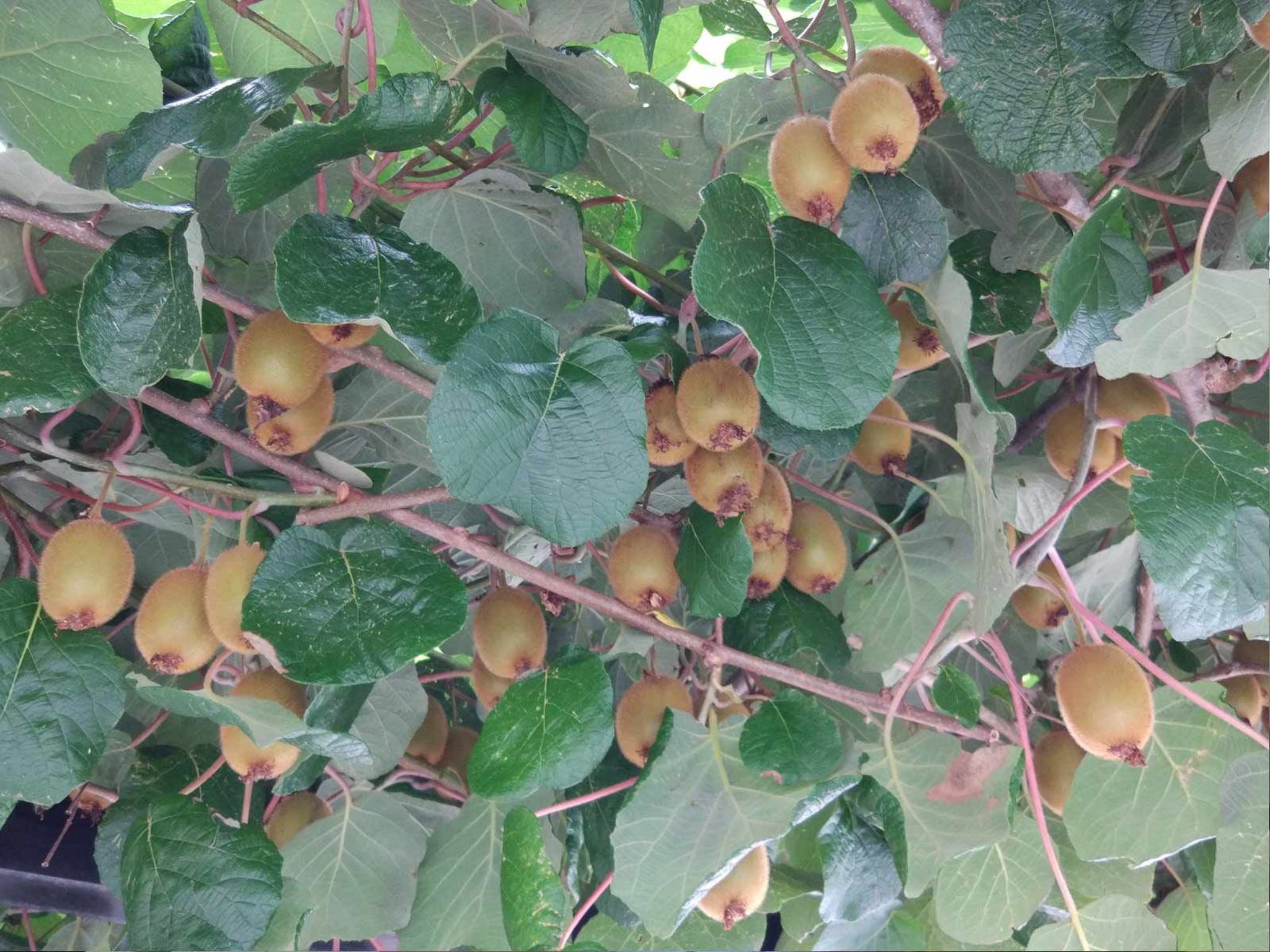 Wohnung Lapanja 2 mit Gemeinschaftsgarten-Binnen