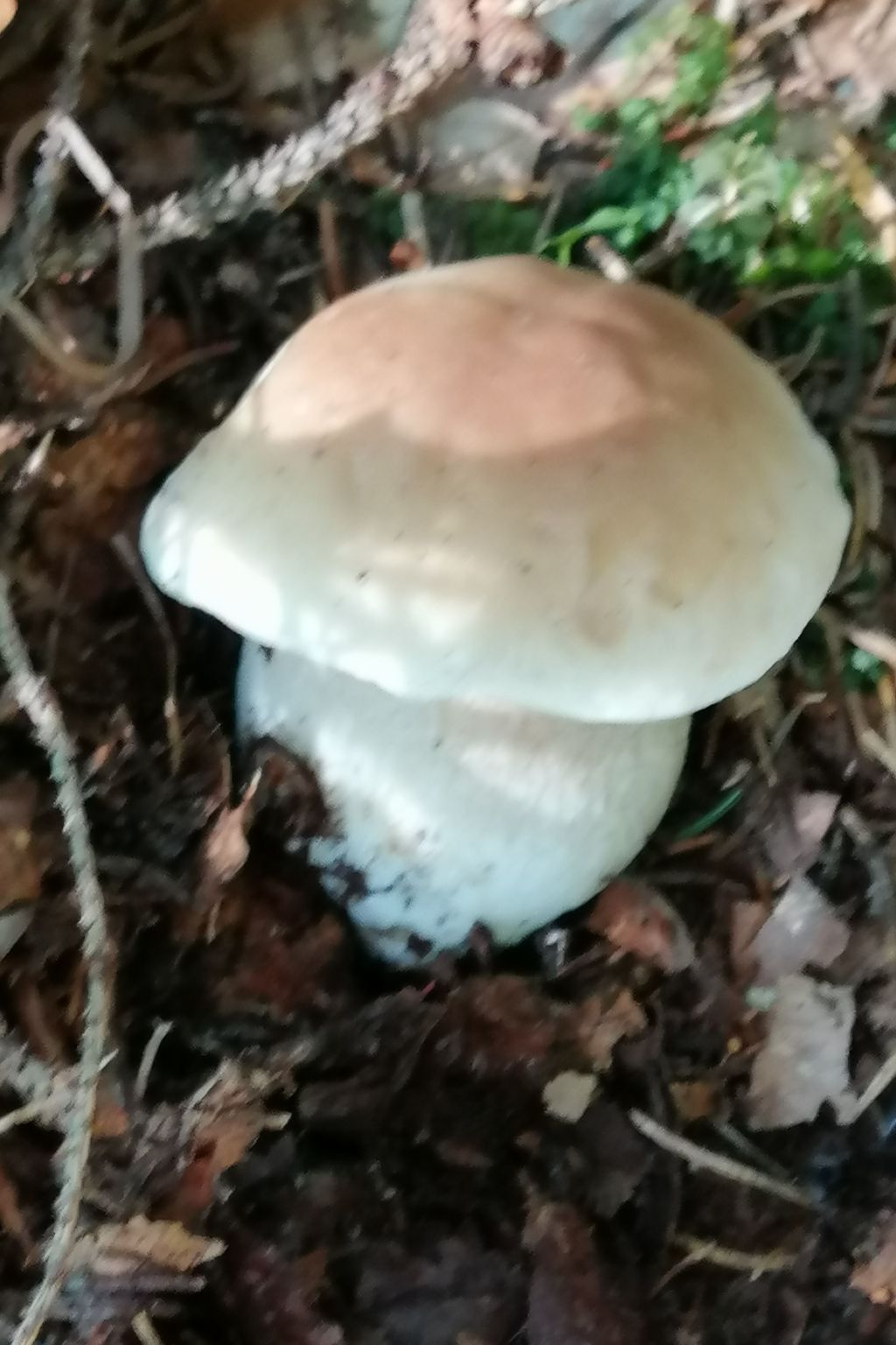 Mit eigenem Garten und Terrasse-Image-tags.info