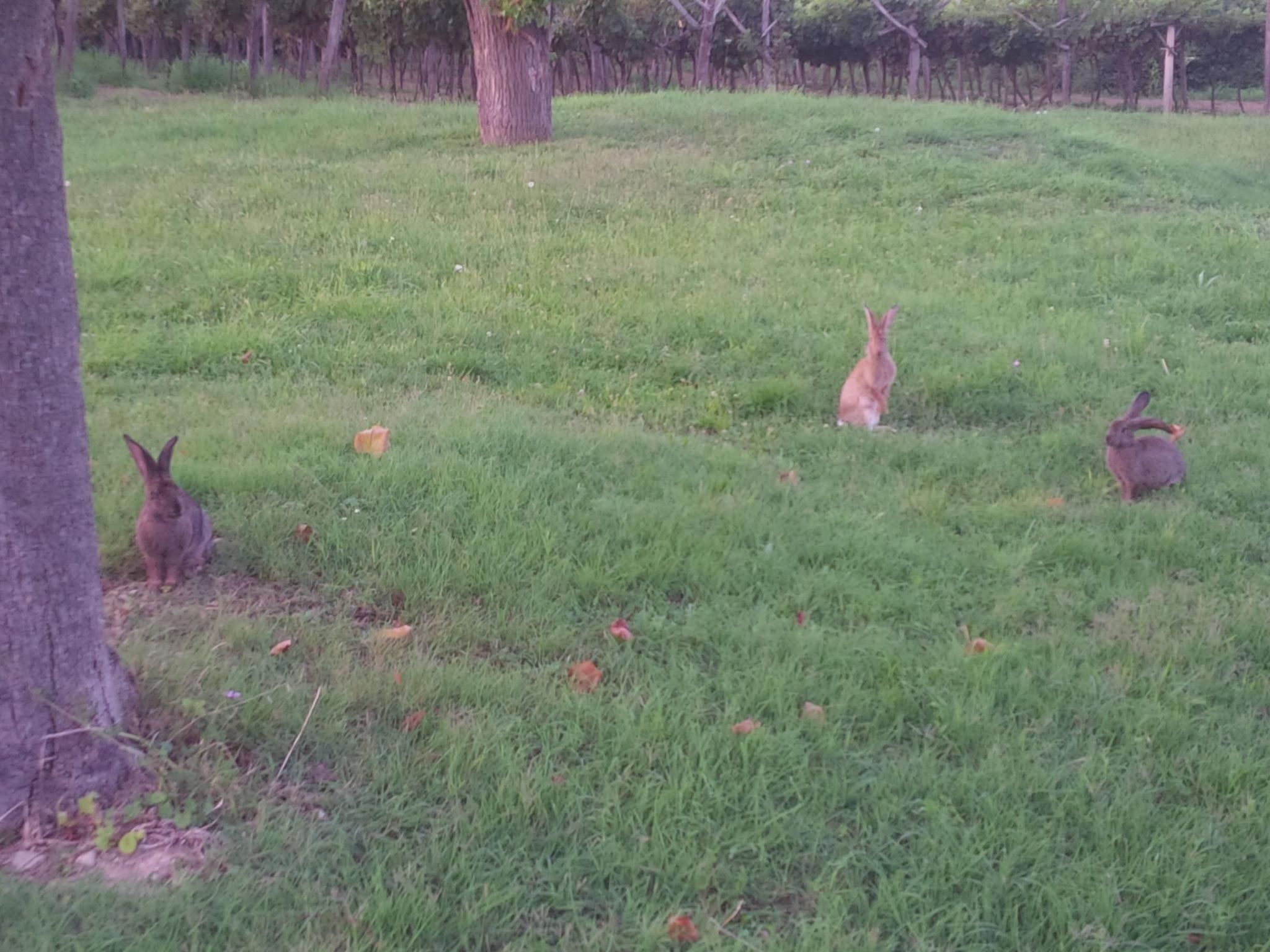 Appartement mit Balkon-Binnen