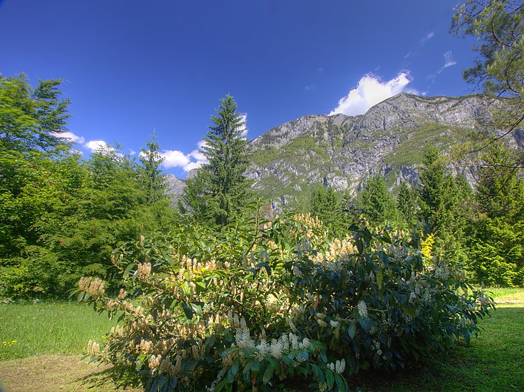 Photo of Savica