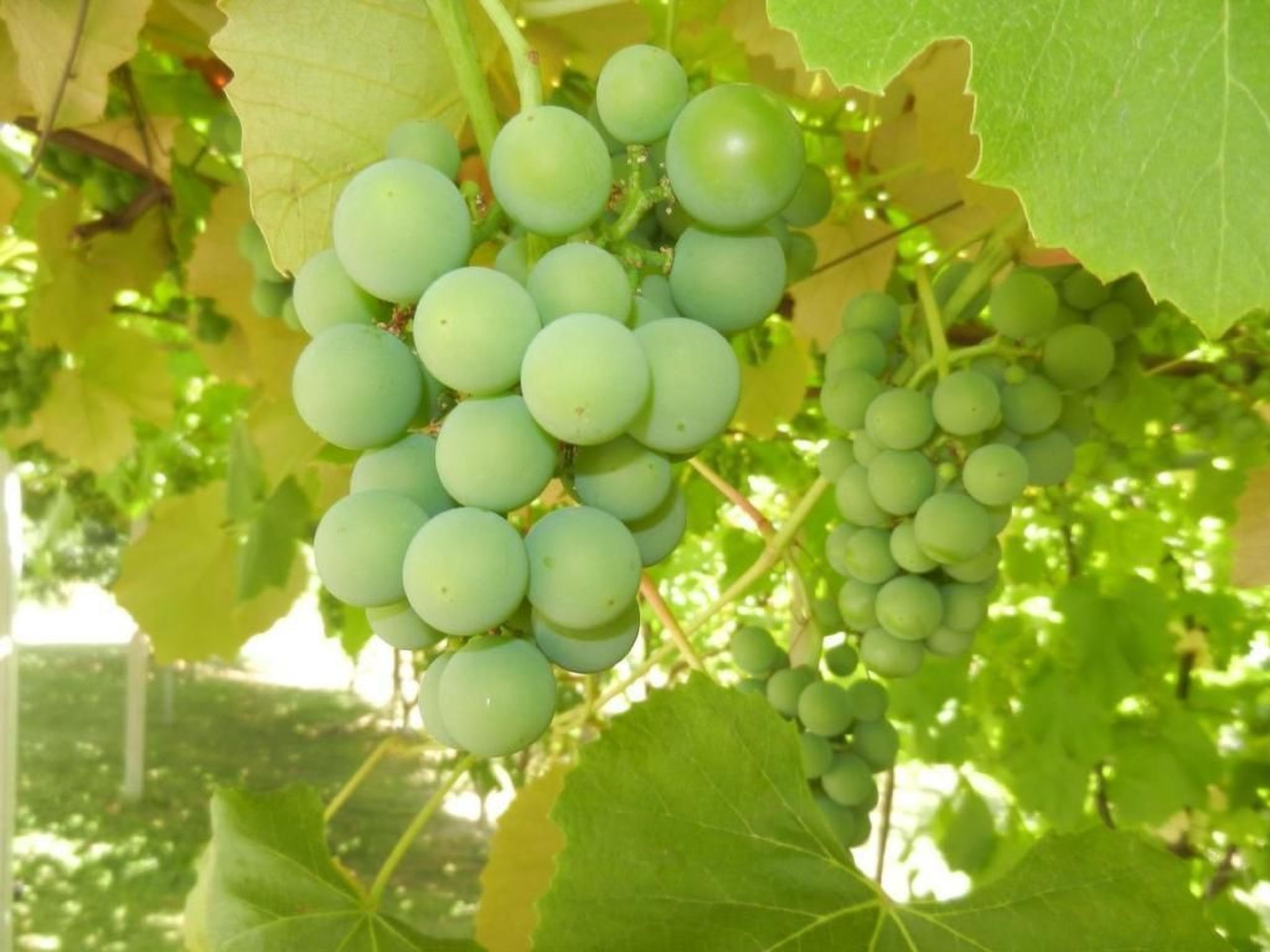 Urlaub für die Seele - Ferienhaus mit Sauna