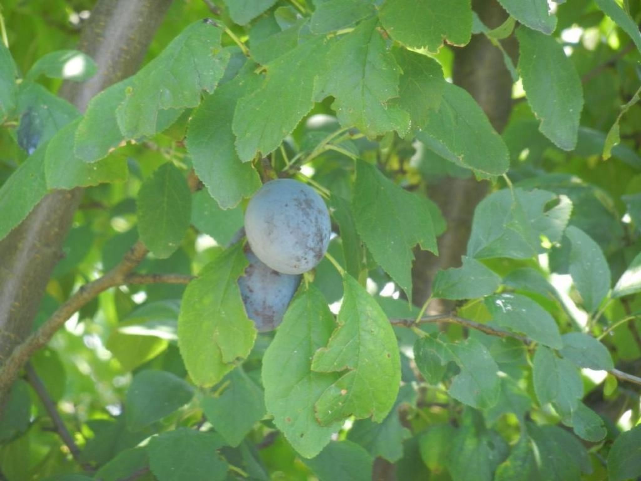 Saunagenot en rust in vrijstaand vakantiehuis Sveti Kriz, Slovenië - foto 34