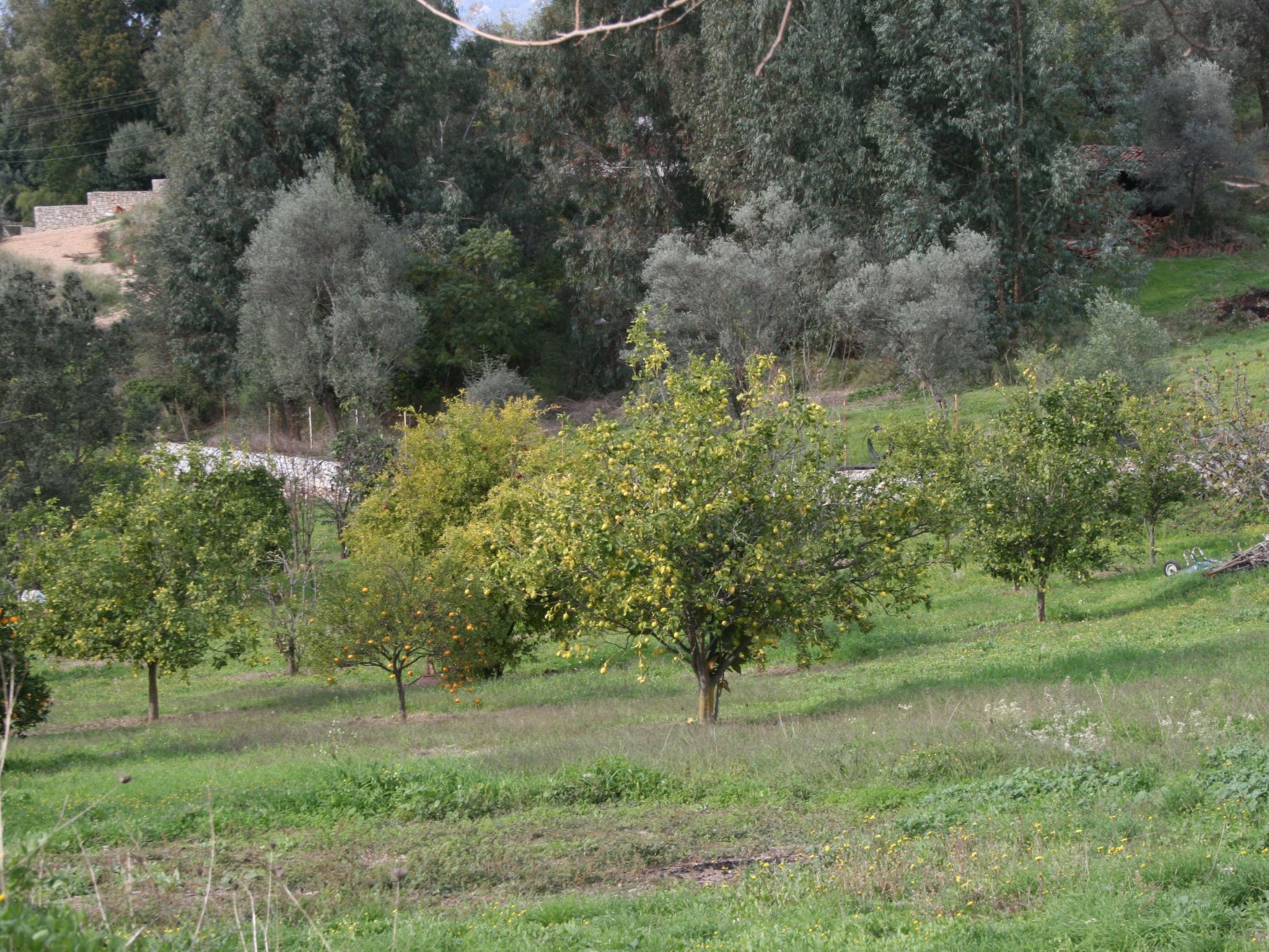 Finca mit Garten, Grill und Terrasse-Buiten