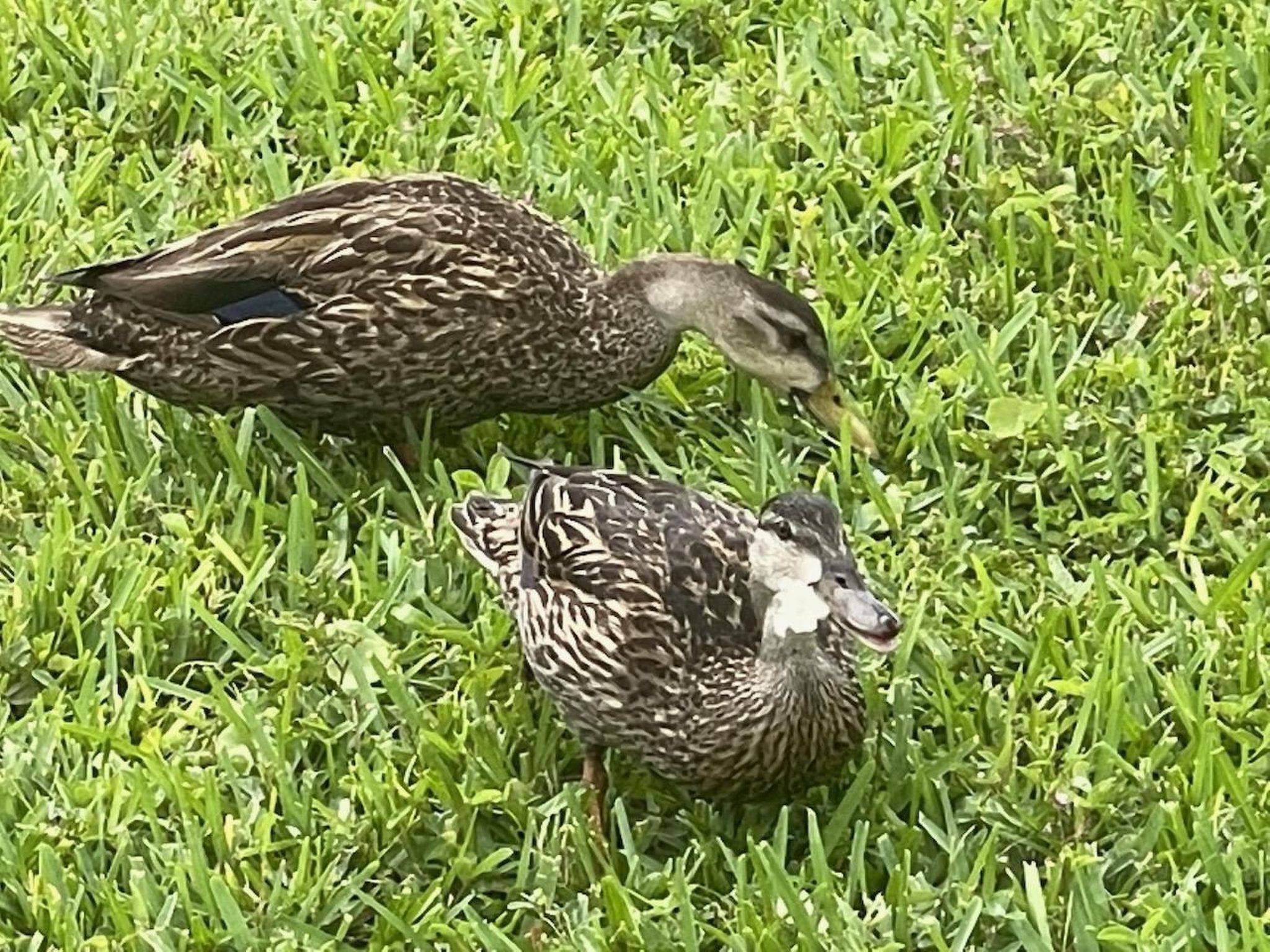 Photo of Familienfreundliche Villa nahe der Disney-Parks