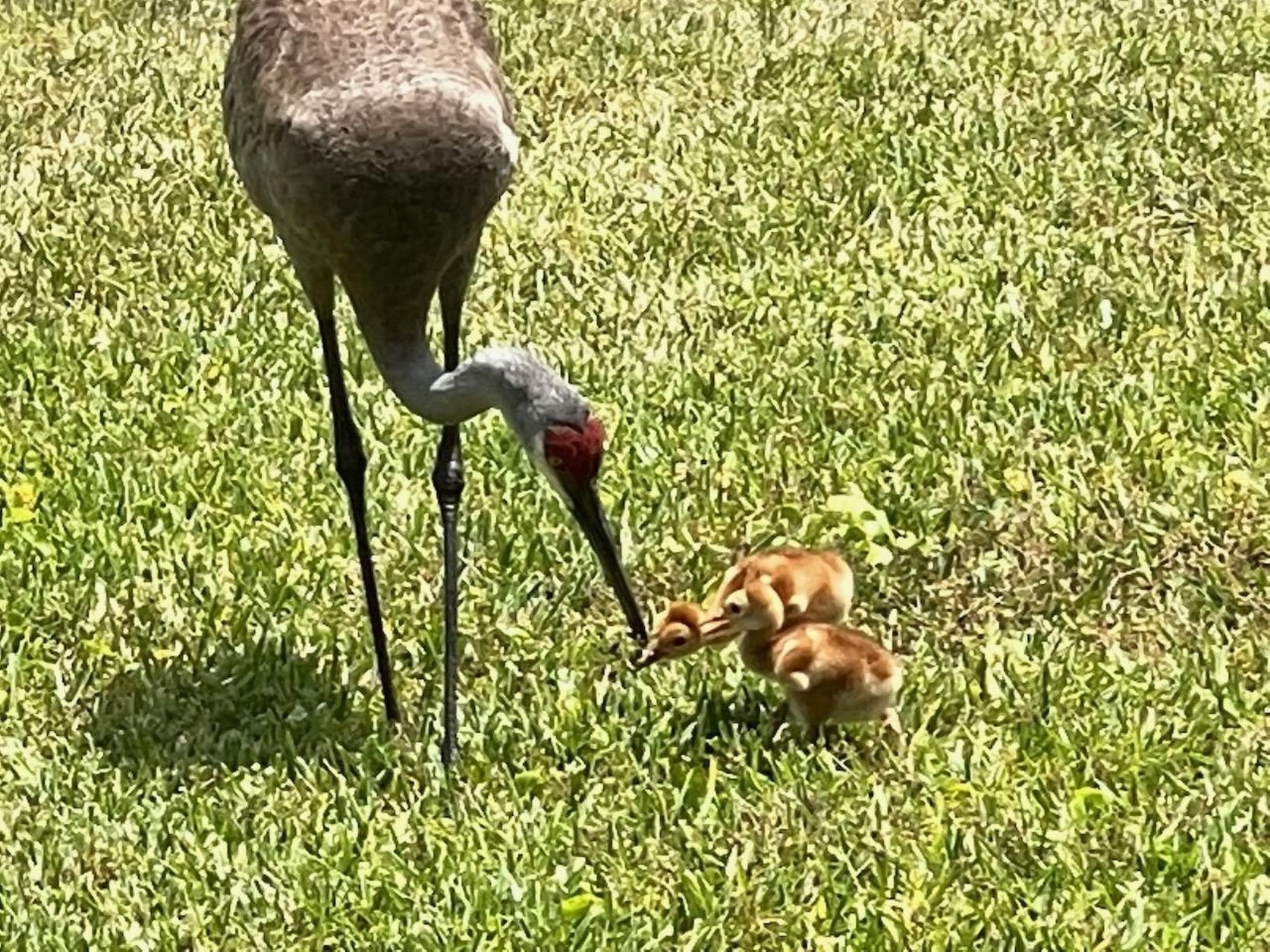 Photo of Familienfreundliche Villa nahe der Disney-Parks