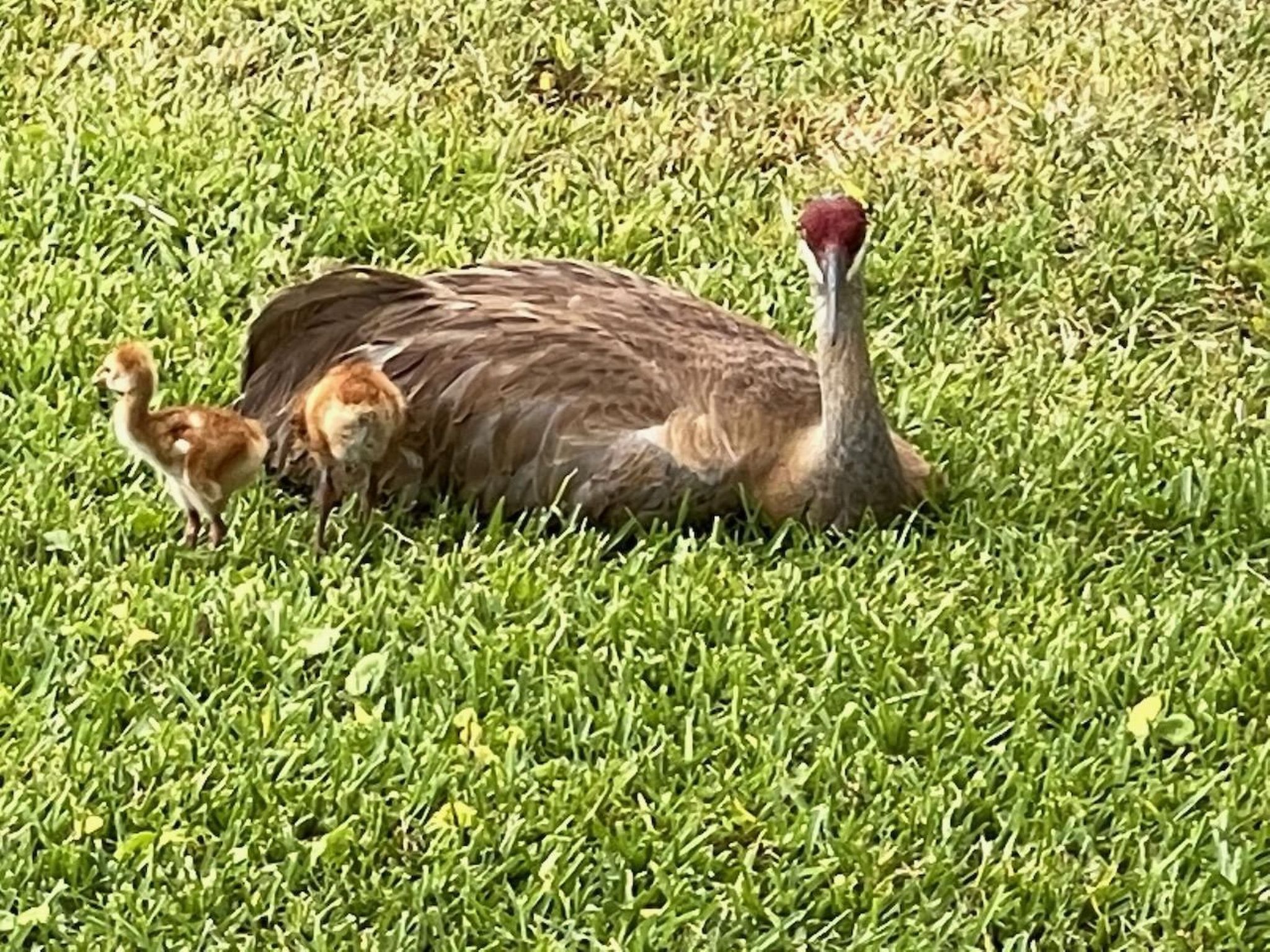 Photo of Familienfreundliche Villa nahe der Disney-Parks