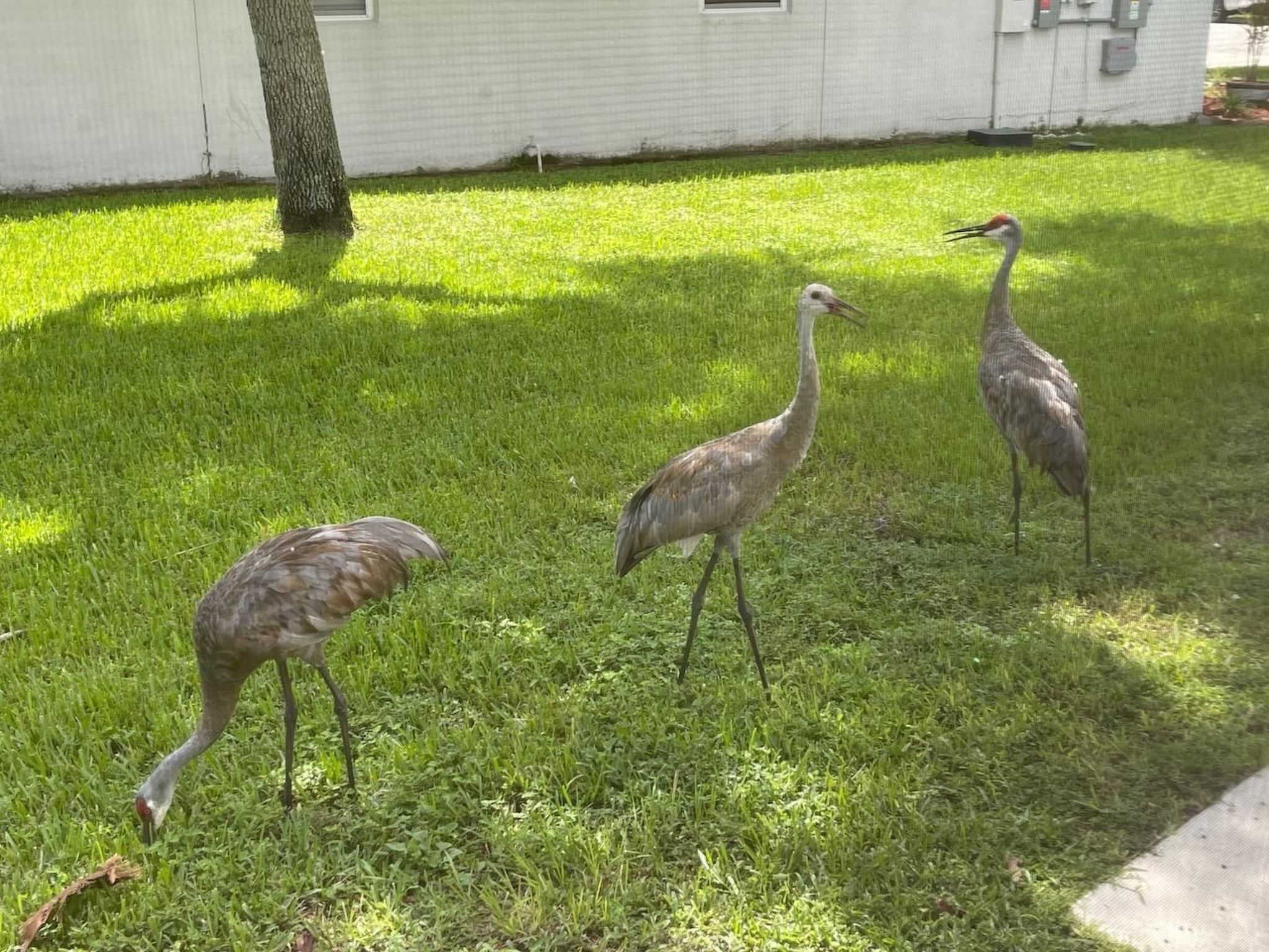 Photo of Familienfreundliche Villa nahe der Disney-Parks