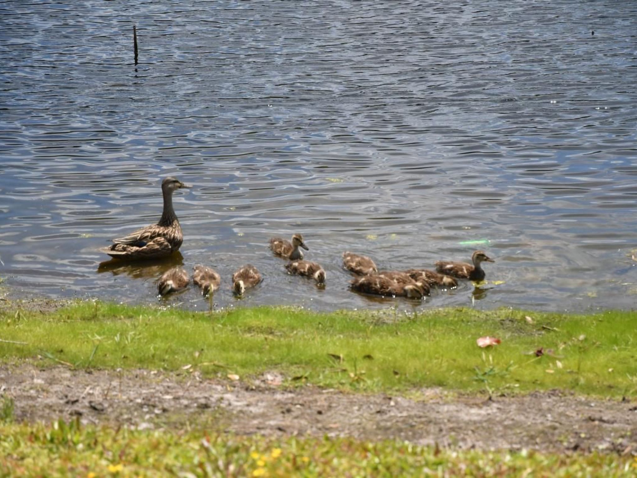 Photo of Familienfreundliche Villa nahe der Disney-Parks