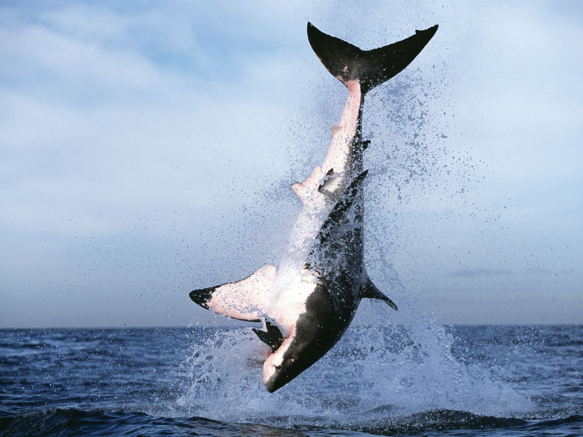 Wohnung 'Harbour Bridge' mit Gemeinschaftspool